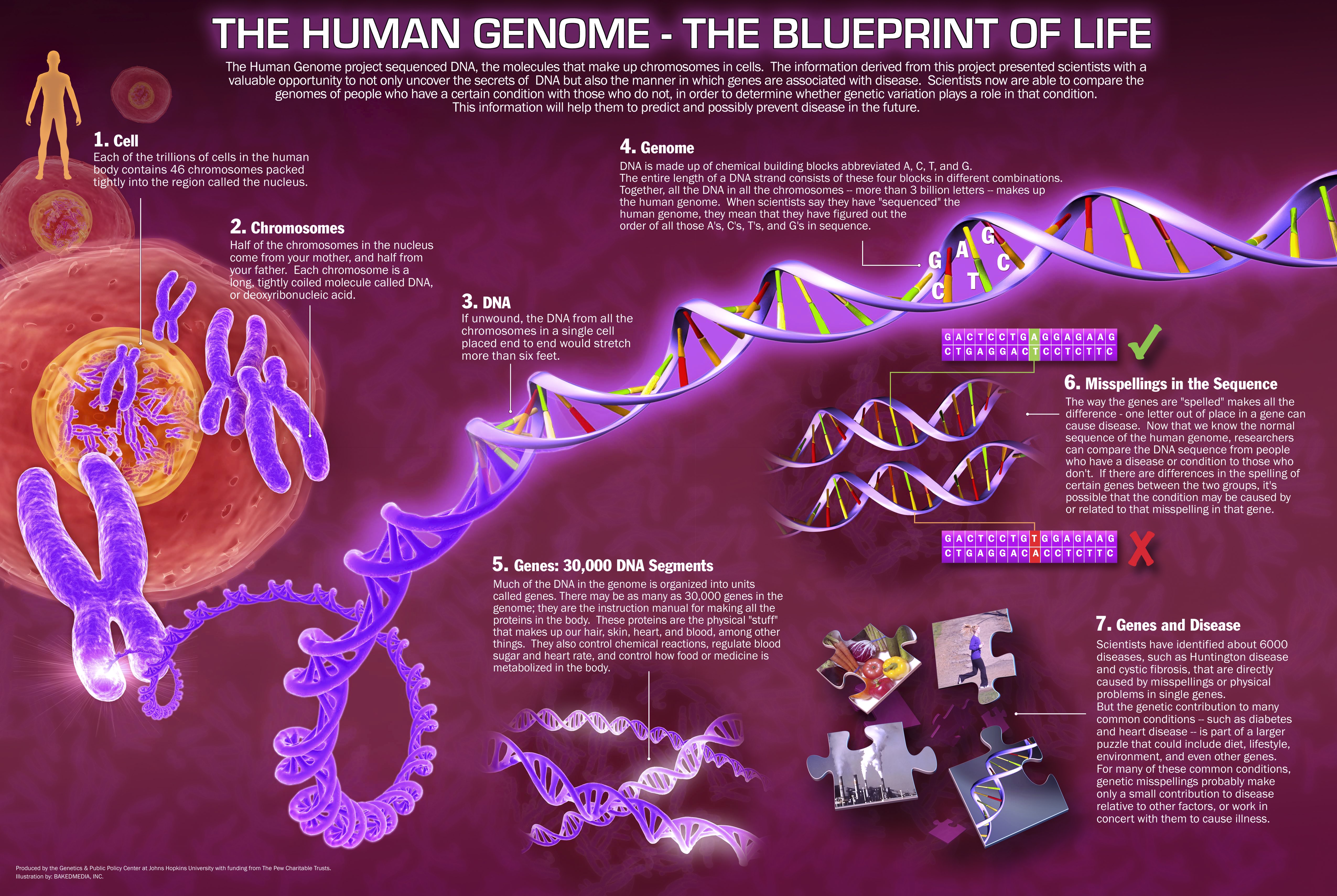 gene sequence definition