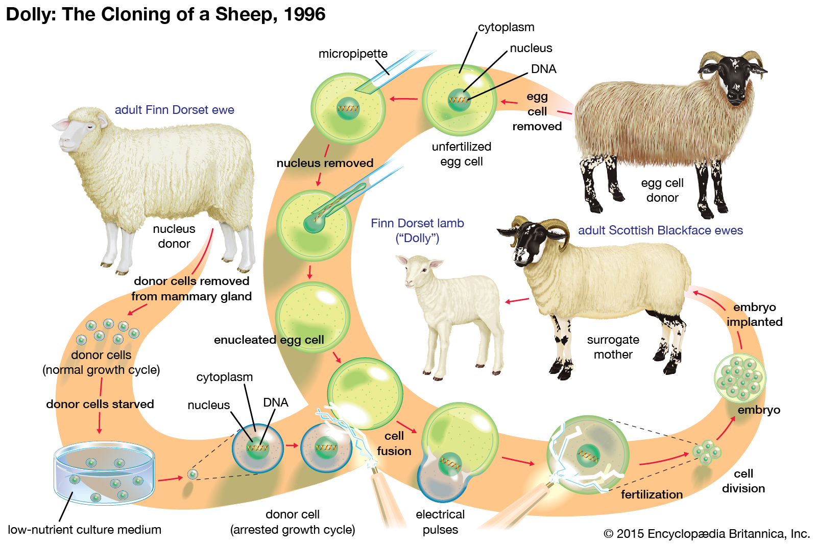 recombinant-dna-fundamentals-of-biology-biology-mit-opencourseware