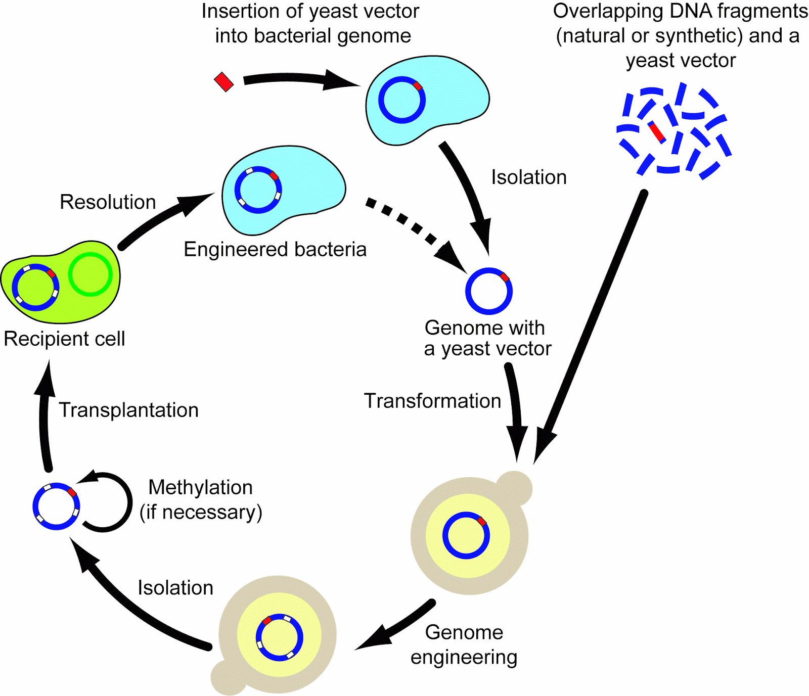 Biological process